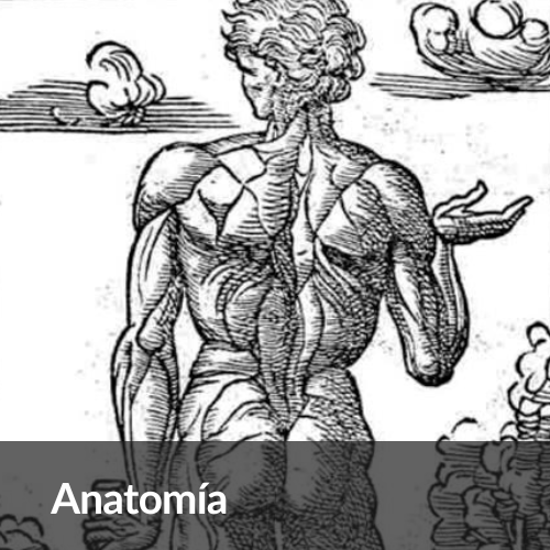 Anatomía